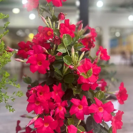 Sangiovanni Szálloda Shëngjin