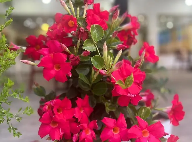 Sangiovanni ホテル Shëngjin